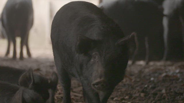 Black pig in a barn