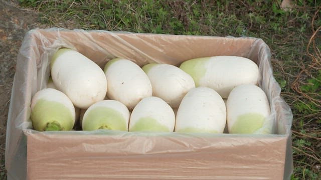 Box of freshly harvested white radishes.