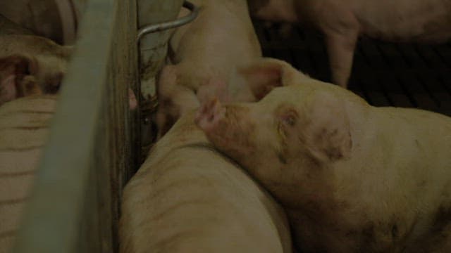 Pigs in the facilities of a large livestock farm