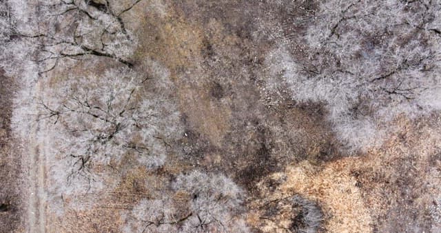 Snow-covered desolate forest full of leafless winter bare trees