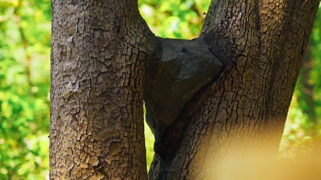 A tree in the forest with a rock wedged between its trunks