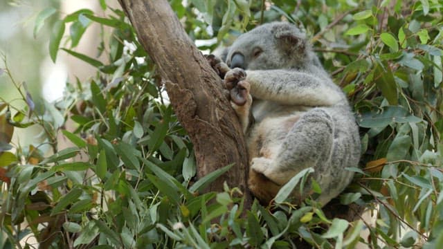 Koalas Clinging to Eucalyptus Trees