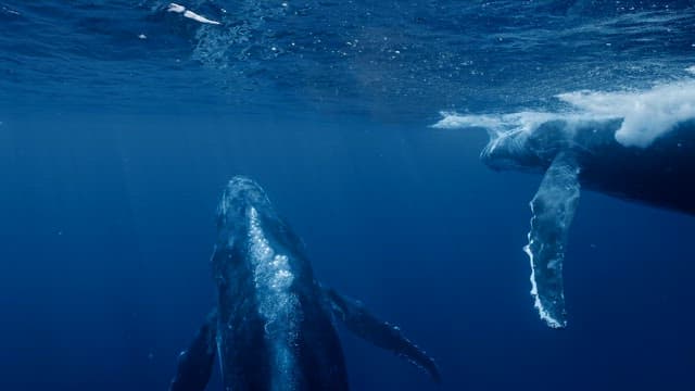 Humpback whales swimming gracefully underwater