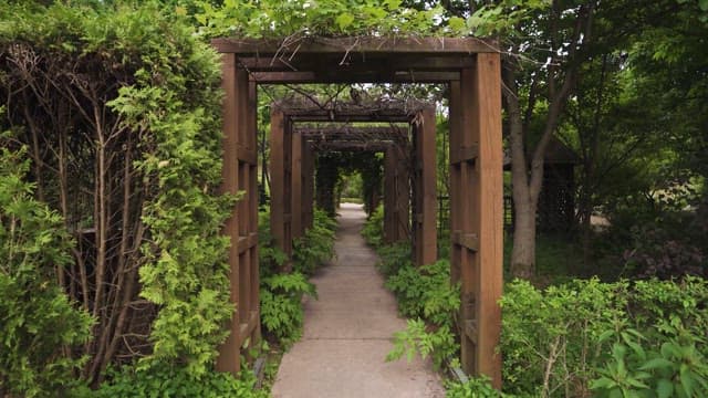 Serene Walkway Surrounded by Greenery