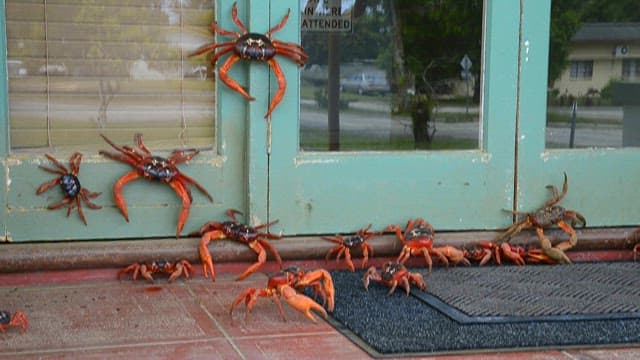 Red crabs gathered in front of the store doors on the street