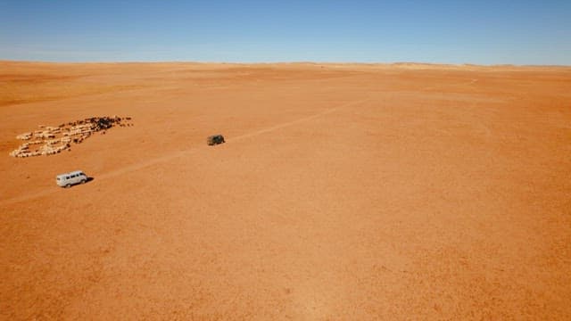 Vehicle in Secluded Desert Passing by a Herd of Livestock