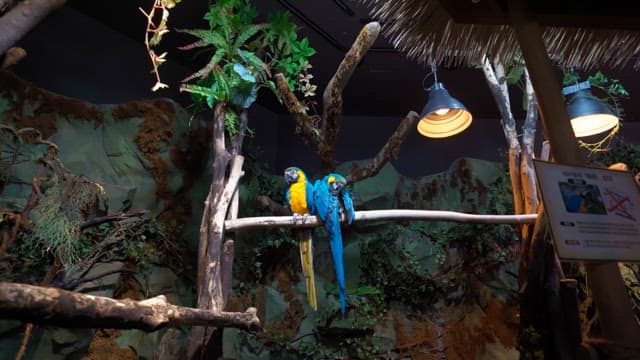 Two colorful parrots perched on a branch in a dense indoor aviary decorated with lush greenery