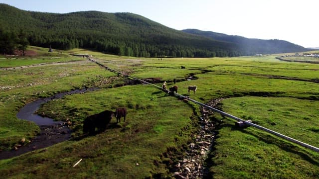 Grazing Cattle in Expansive Green Landscape