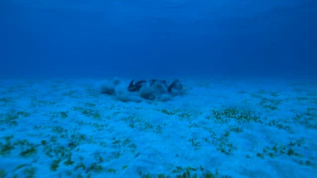 Stingray swimming over seabed in clear water