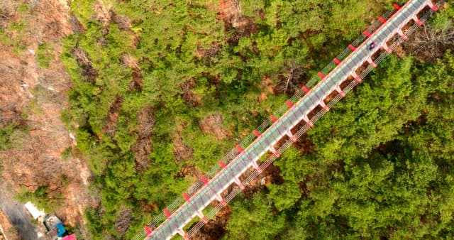 Suspended Walkway Across a Lush Forest