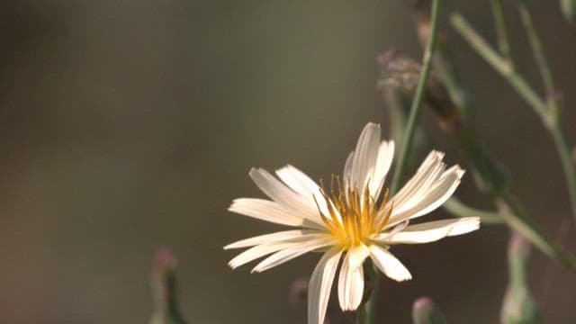 Bee flying to a white wildflower to pollinate it