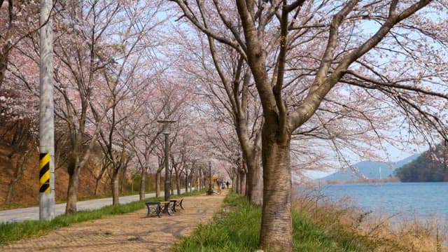 Cherry Blossoms by the Lakeside Path