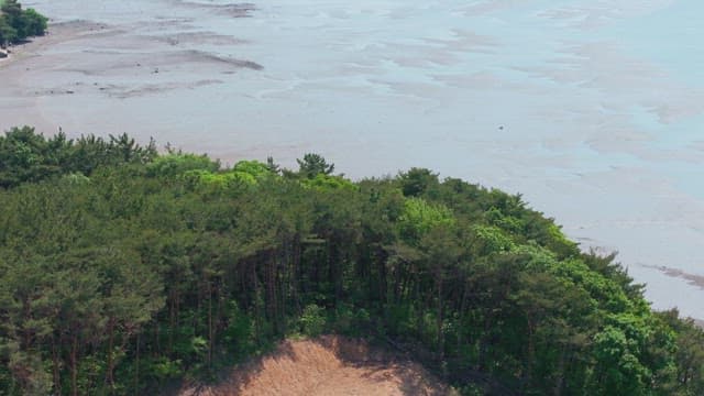 Lush forest by the serene coastline