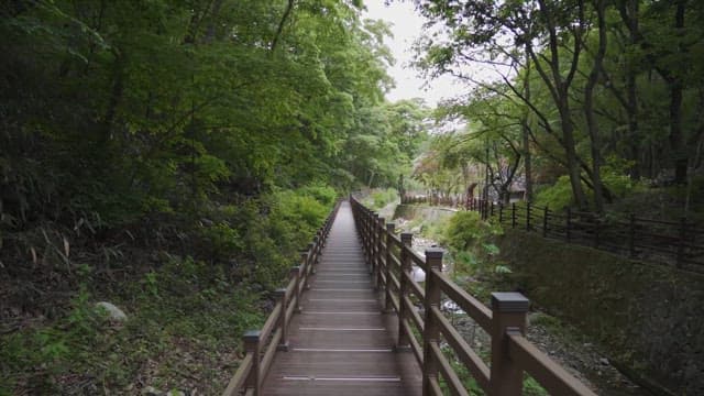 Serene Walkway Through a Lush Forest