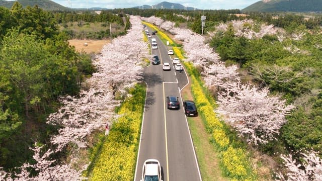 Scenic road lined with cherry blossoms