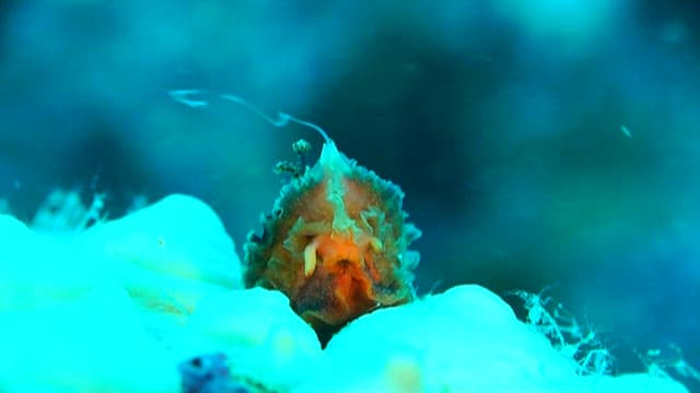 Colorful sea hare in the ocean