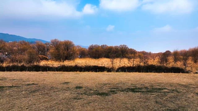 Barren Landscape with Dry Vegetation Under a Winter Sky