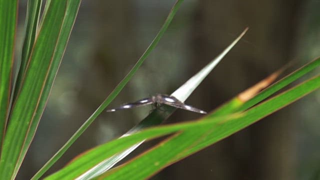 Butterfly resting on a green leaf