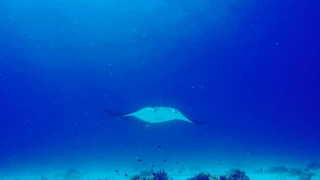 Manta ray swimming gracefully underwater
