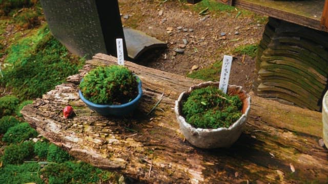 Moss plants displayed on a rustic wooden shelf in an outdoor garden