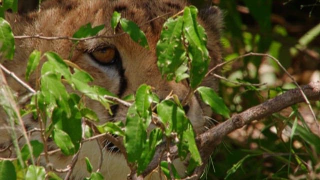 Cheetah Hiding Among the Foliage