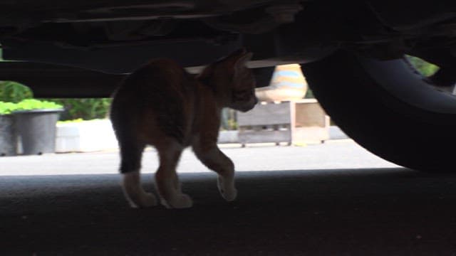 Curious kitten exploring under a parked car