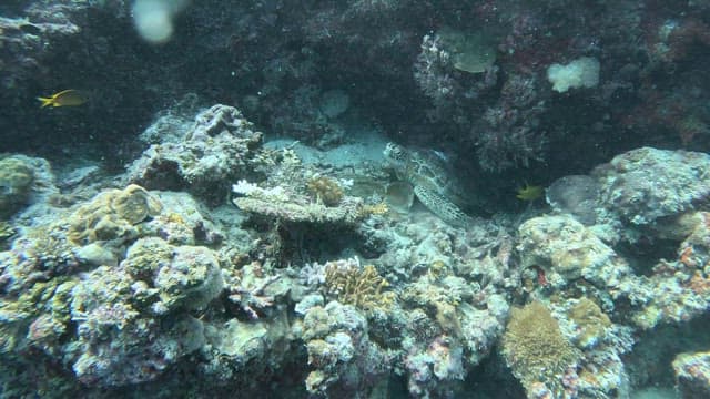 Sea turtle resting among coral reefs
