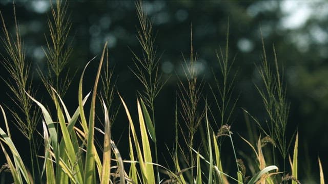 Green Grass in Sunlight and Windy day