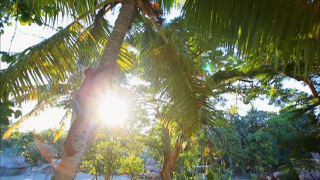 Man Climbing Palm Tree for Coconuts