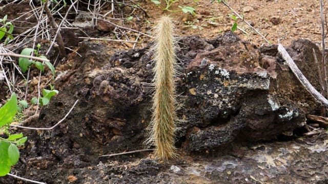 Lone Cactus against Rocky Terrain