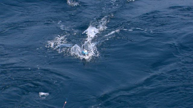 Fish being dragged into the sea on a fishing line
