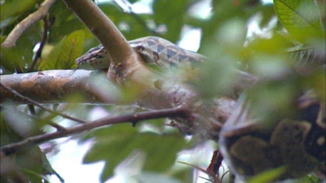 Python Lurking Among Forest Branches