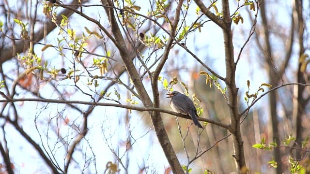 Bird perched on a tree branch