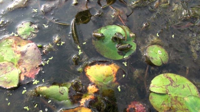 Frogs resting on a green lily pad in a pond