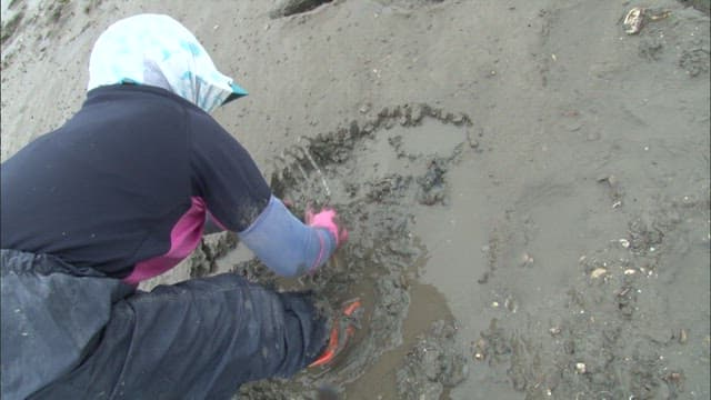 Person Harvesting Shellfish at Low Tide