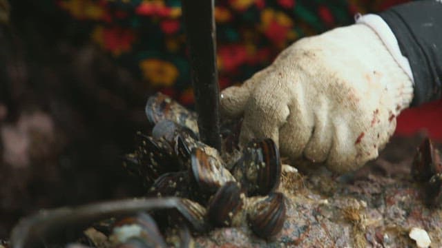 Fresh mussels being picked with gloved hands from a rock