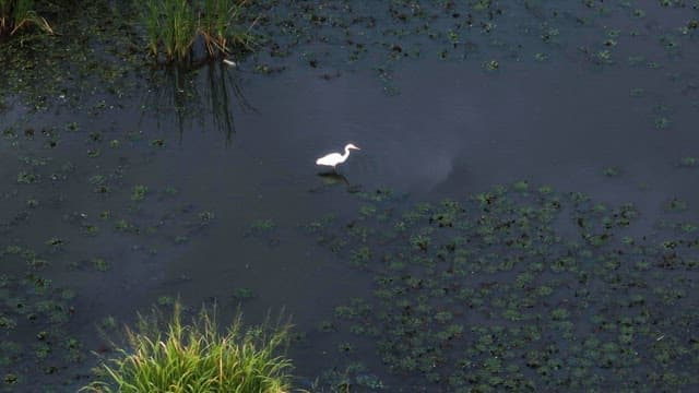 White egret standing in a calm pond