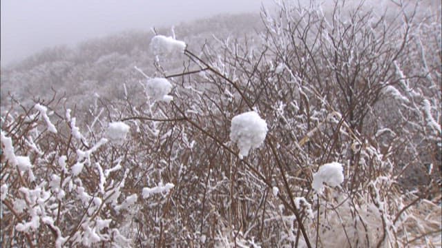 Snowy Bushes on a Misty Hillside