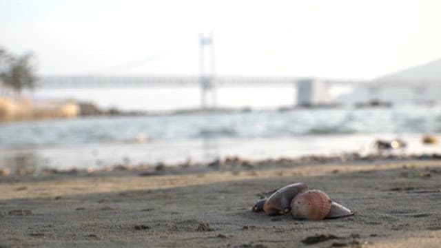 Seashell on a Sandy Beach with Bridge Background