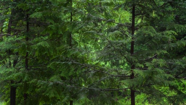 Lush green forest with dense trees