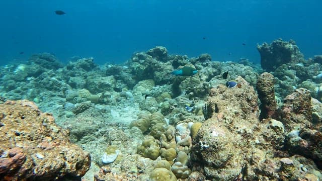 Underwater coral reef with colorful fish