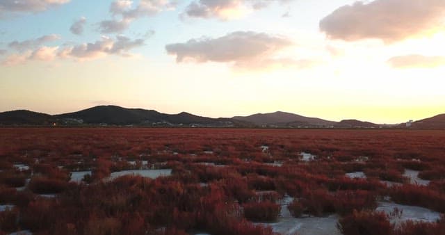 Serene field with red plants at sunset
