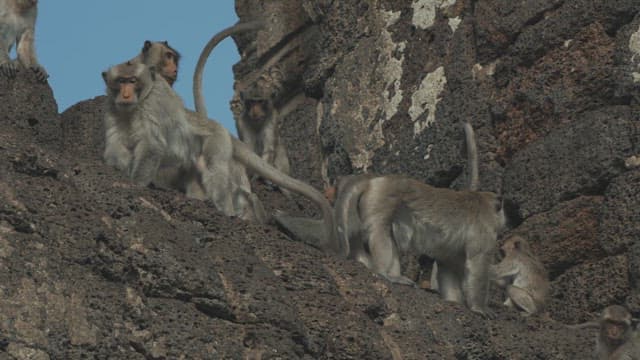 Monkeys Resting on a Stone Structure in Ancient Temple