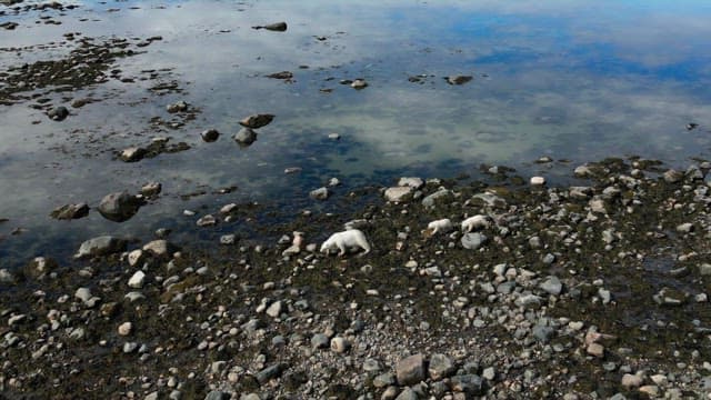 Polar bears walking along a rocky shore