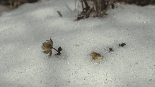 Flowers that appear as the snow melts