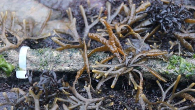 Seaweed growing in shallow waters