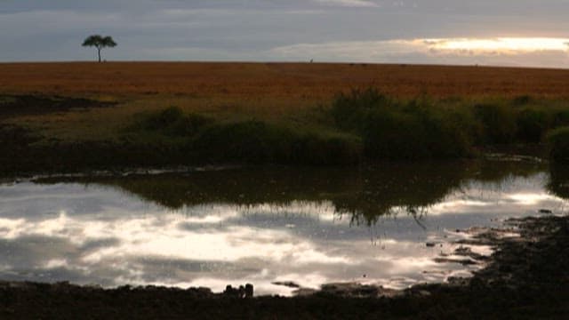 Serene Wetland at Dusk with Solitary Tree and Bird