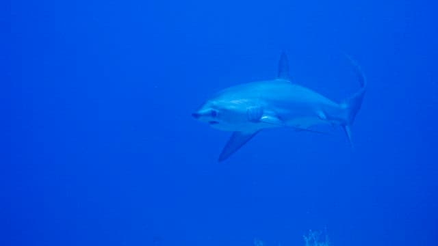 Majestic Shark Gliding through the Deep Blue