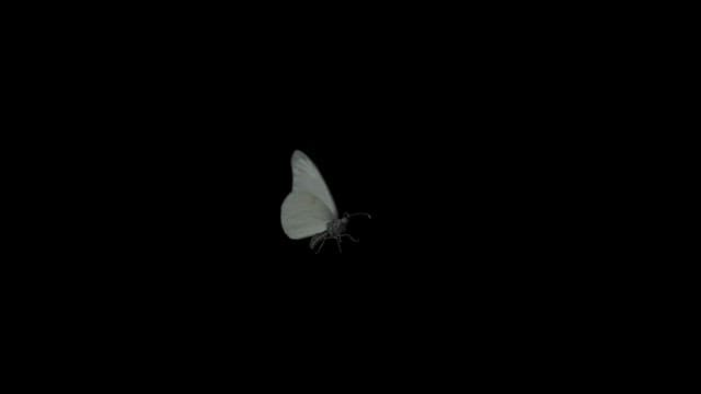 Graphic Effect of White Butterfly Gently Flapping its Wings in the Air
