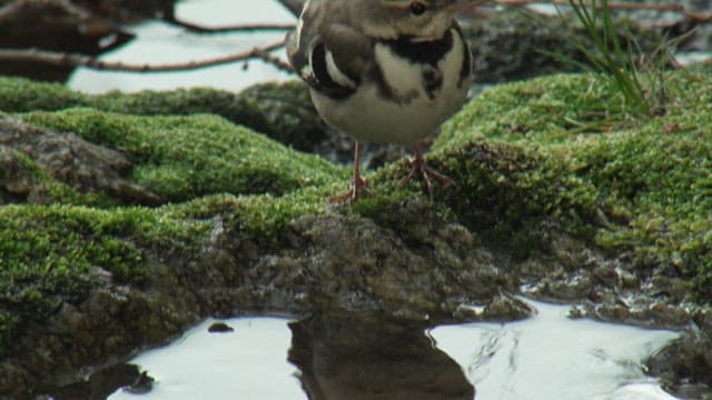 Tringa glareola perched on moss-covered rocks beside a stream